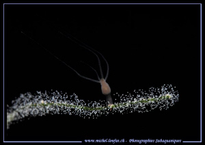 A tiny Hydra on the branch of a Stoneworts covered with B... by Michel Lonfat 